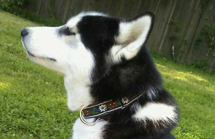 Fashionable Dog Collars